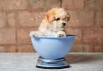 How Much Weight Should A Puppy Gain Per Week?