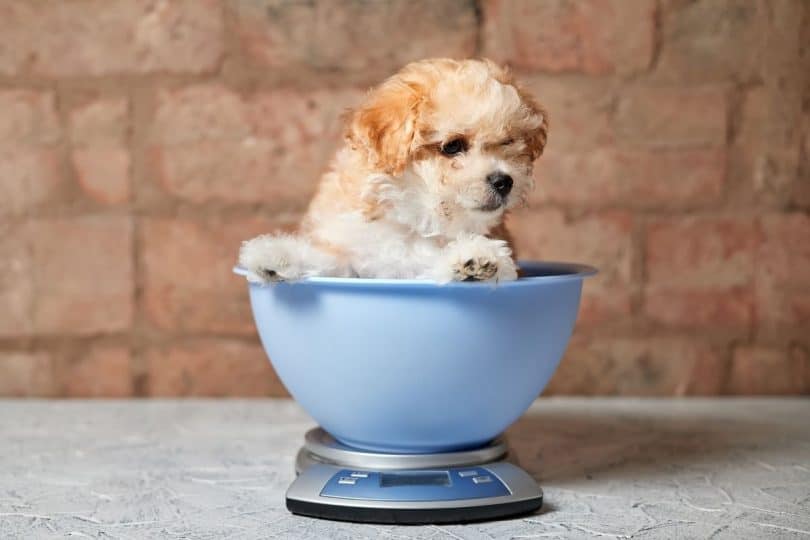 How Much Weight Should A Puppy Gain Per Week?