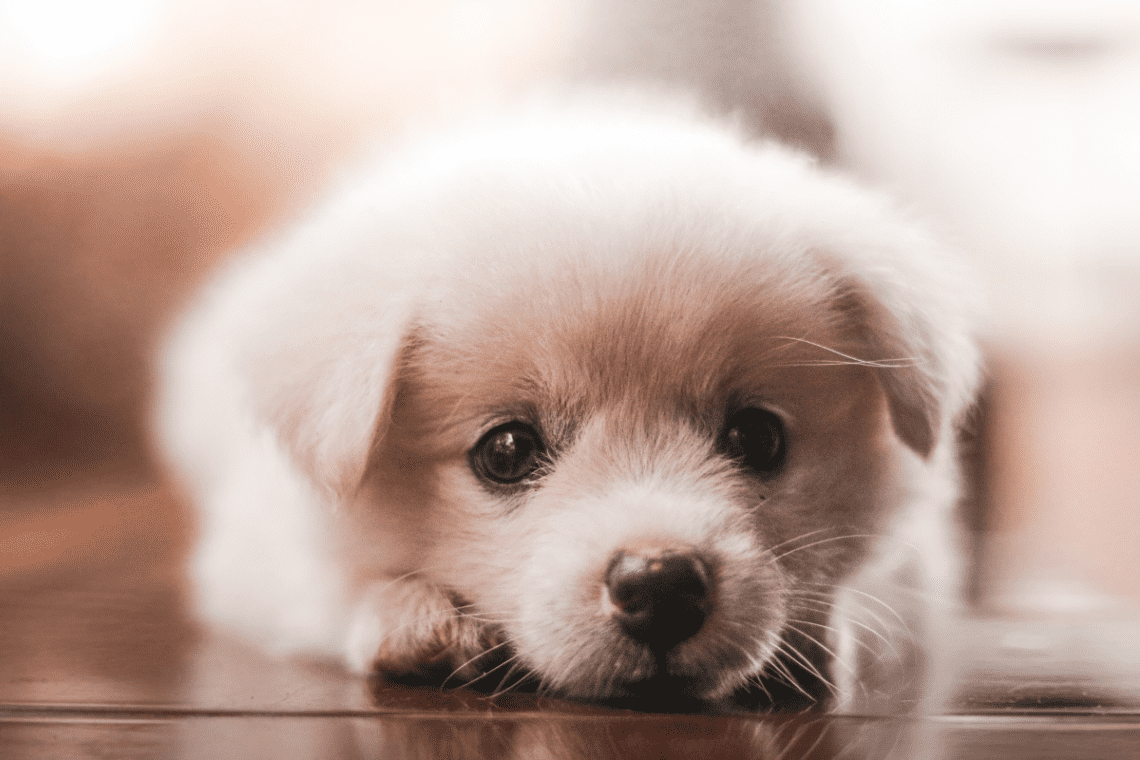 why-is-my-puppy-pooping-so-much-inside-scoop-of-puppy-poop