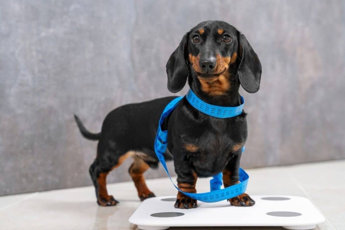 What Can Help A Puppy Gain Weight