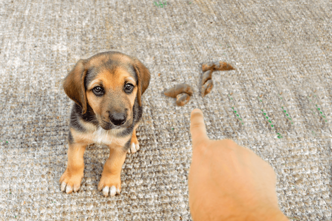 why-is-my-dog-pooping-blood-and-mucus