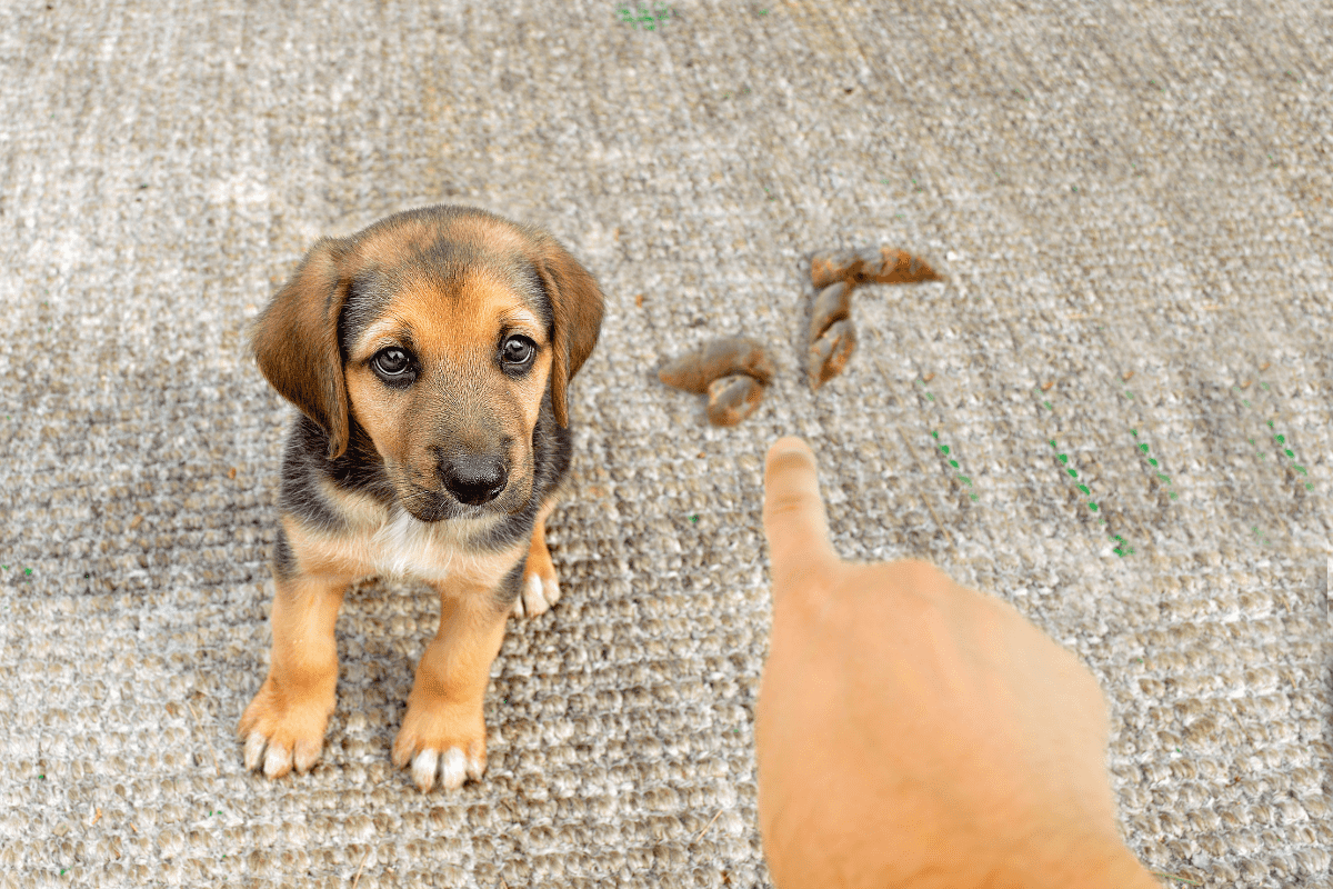 Why Do Puppies Poop So Much?