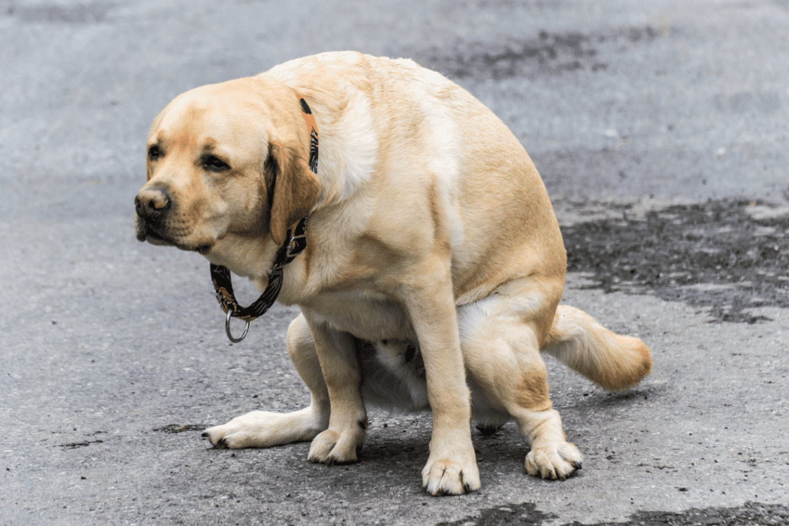 Should You Poop More Than Once A Day