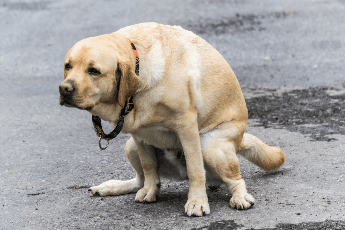 why-is-my-puppy-pooping-so-much-inside-scoop-of-puppy-poop