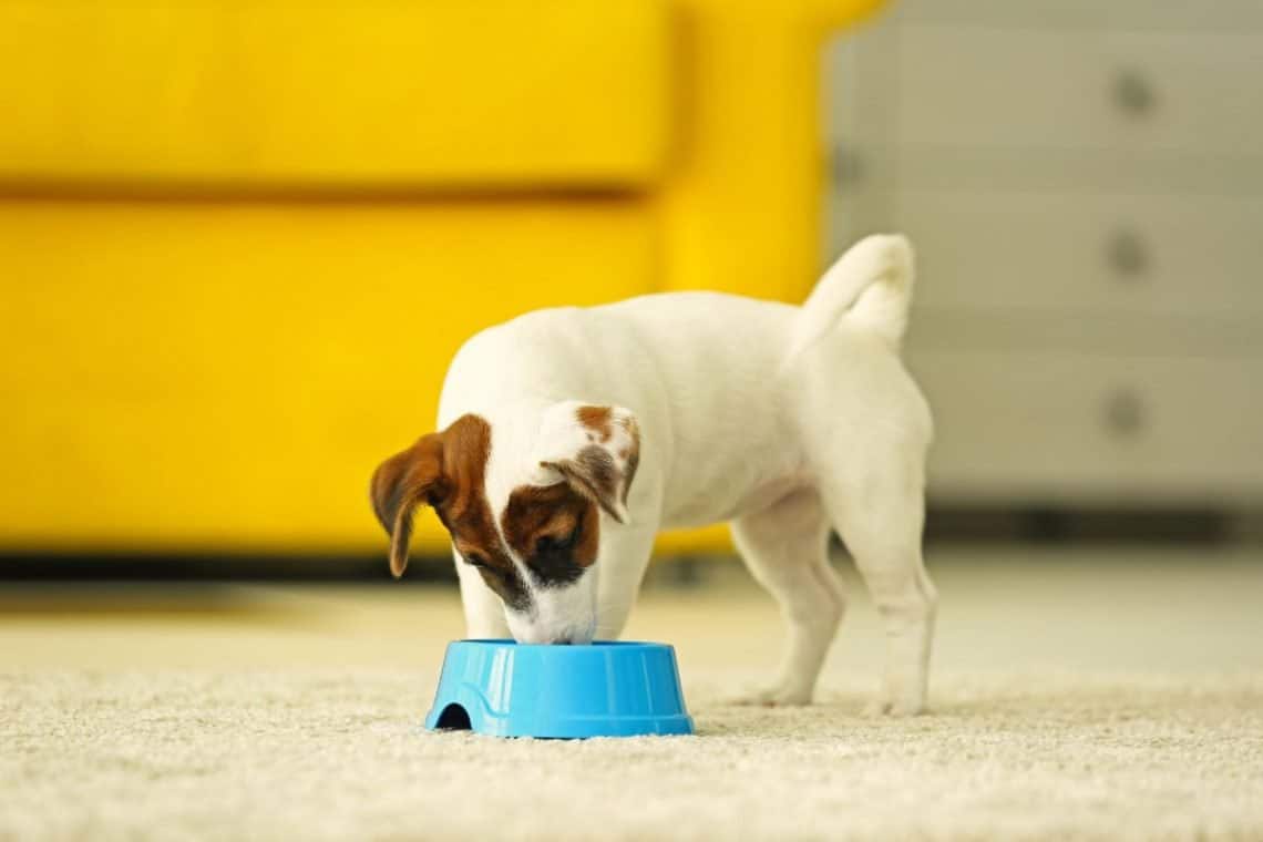 How Much Chicken And Rice To Feed A Dog (By Weight)