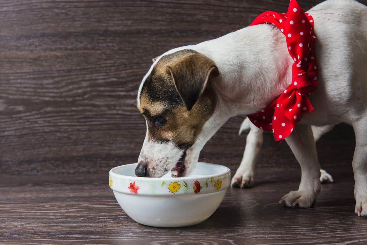 How Much Rice Is Good For Dogs