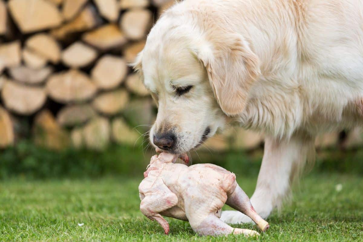 Is Raw Chicken Safe For Dogs