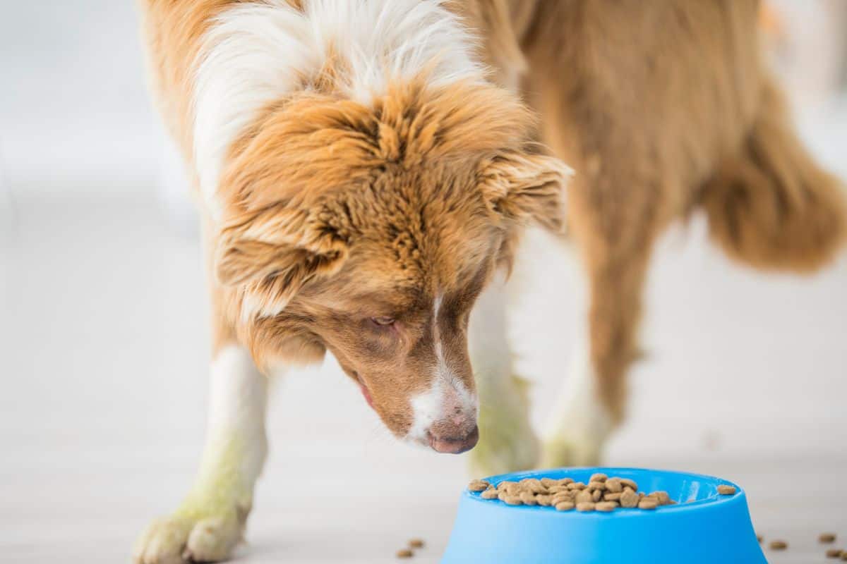 What Are Some Causes For A Dog’s Loss Of Appetite