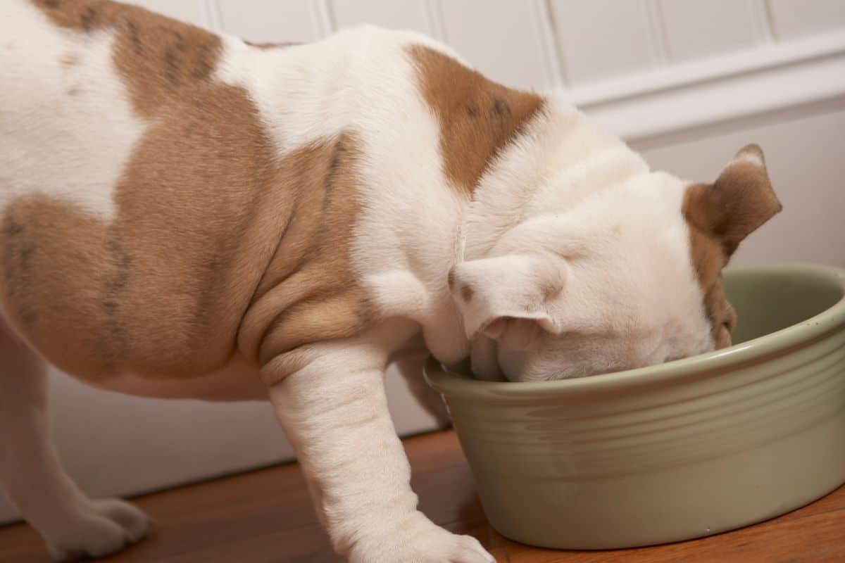 What Should I Do If My Dog Has Eaten Too Much Sour Cream