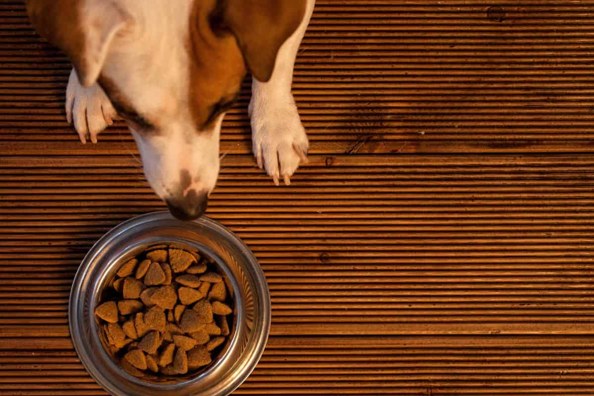 When Should You Start To Worry About Your Dog’s Eating