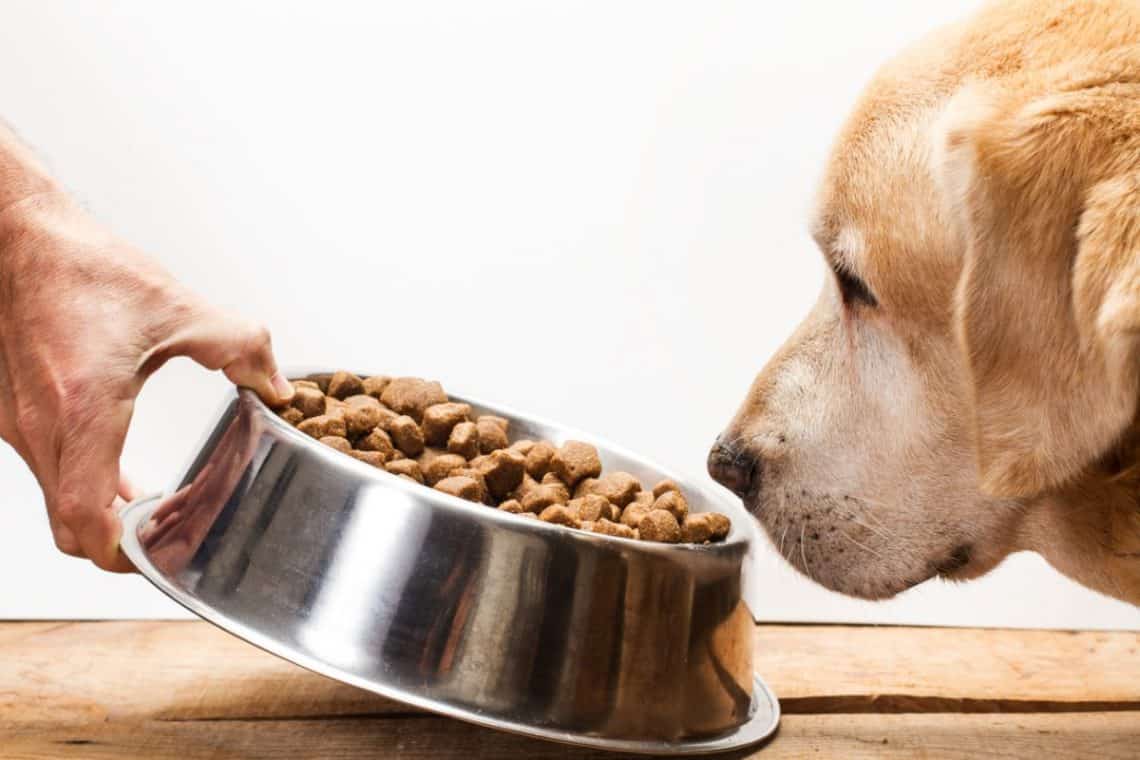 Why Is My Dog Eating Slower Than Usual? Should You Worry? - Dog Food Smart