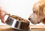 Why Is My Dog Eating Slower Than Usual Should You Worry