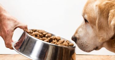 Why Is My Dog Eating Slower Than Usual Should You Worry