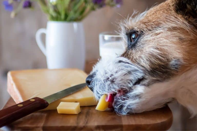 Is String Cheese Safe For Dogs To Eat?