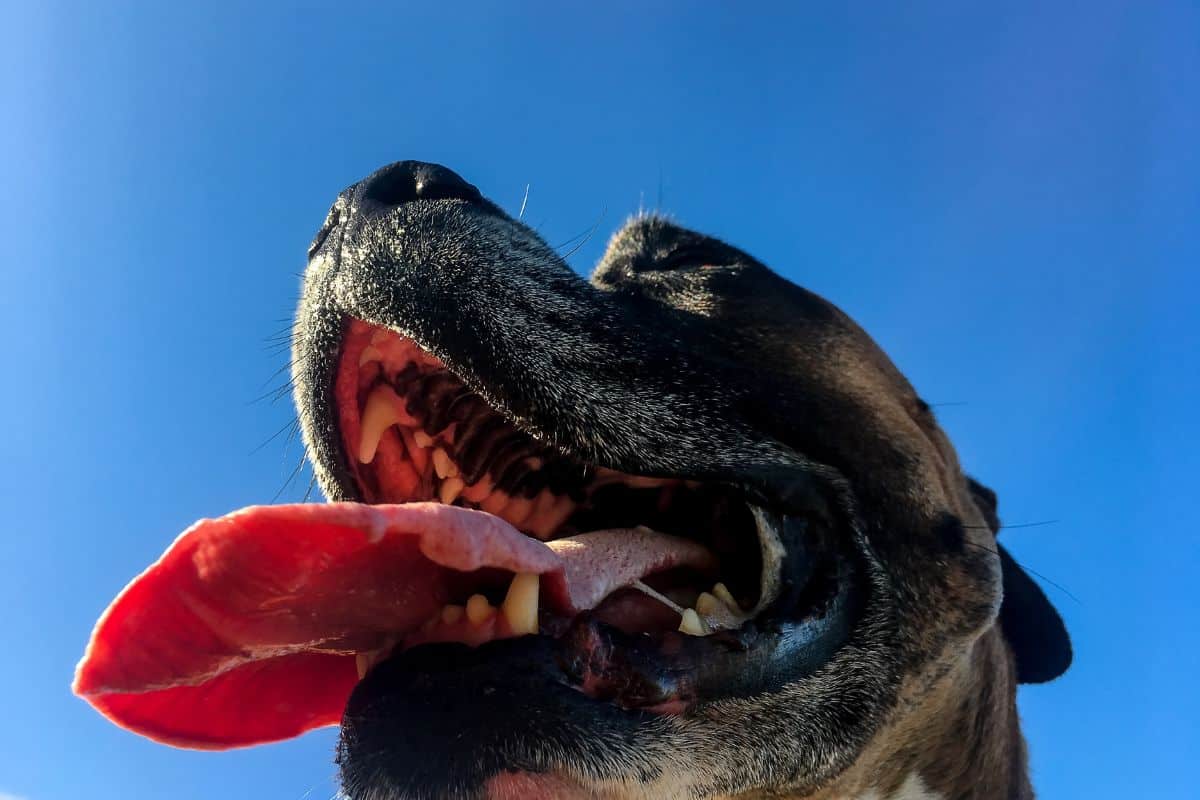 Is It A Bad Thing When Dogs Stick Their Tongues Out