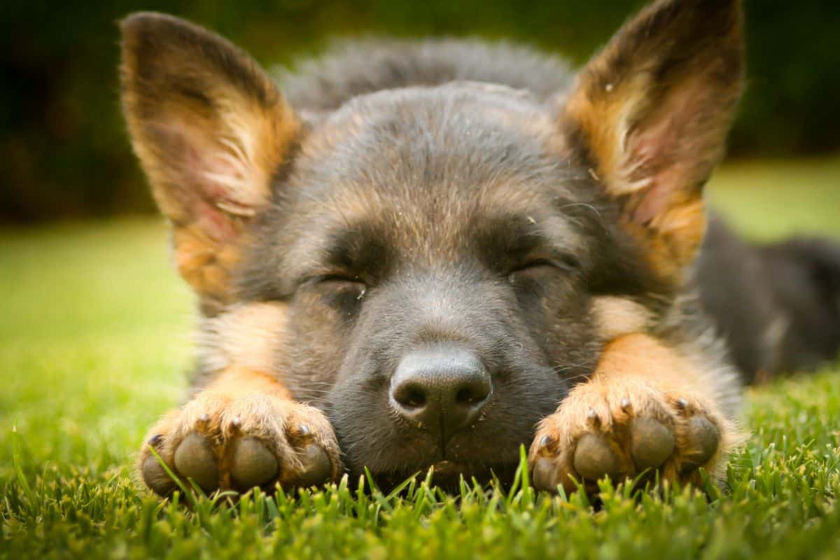 Is It Worth Getting A Purebred German Shepherd Puppy How Much German 