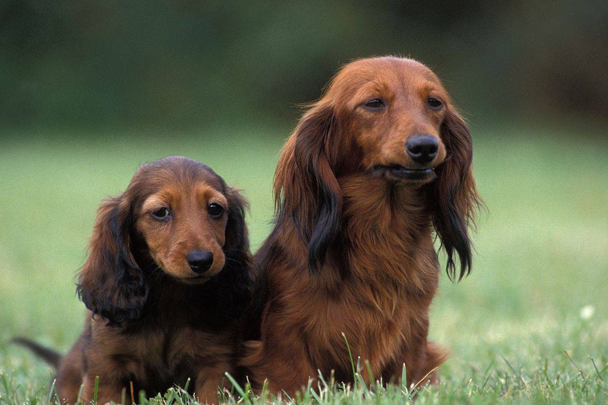 Long-Haired Dachshunds Complete Guide on Health, Temperament, and Grooming