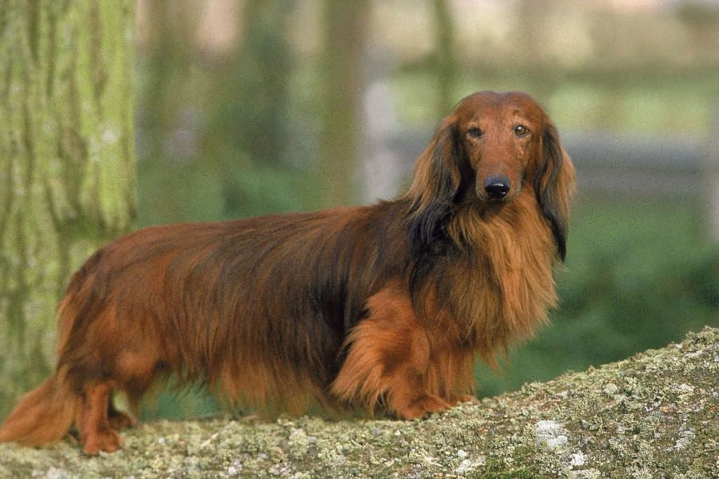Dachshund Pregnancy Stages & Signs | Week By Week