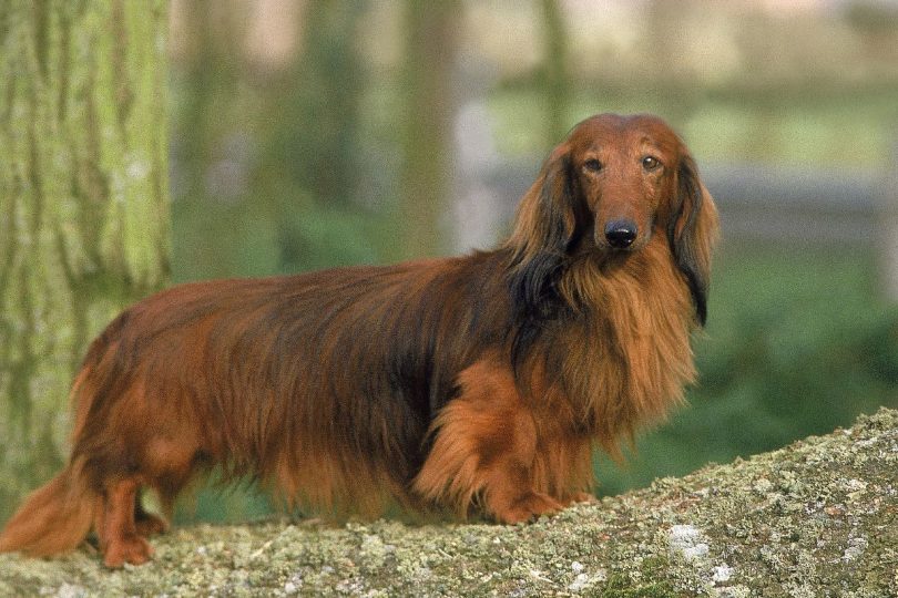 Long-Haired Dachshunds Complete Guide on Health, Temperament, and Grooming