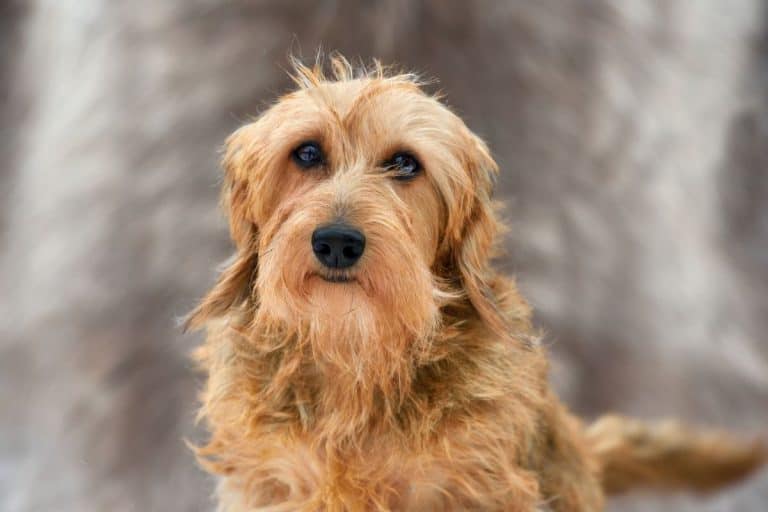 Our Guide To Wirehaired Dachshunds: Everything You Need To Know