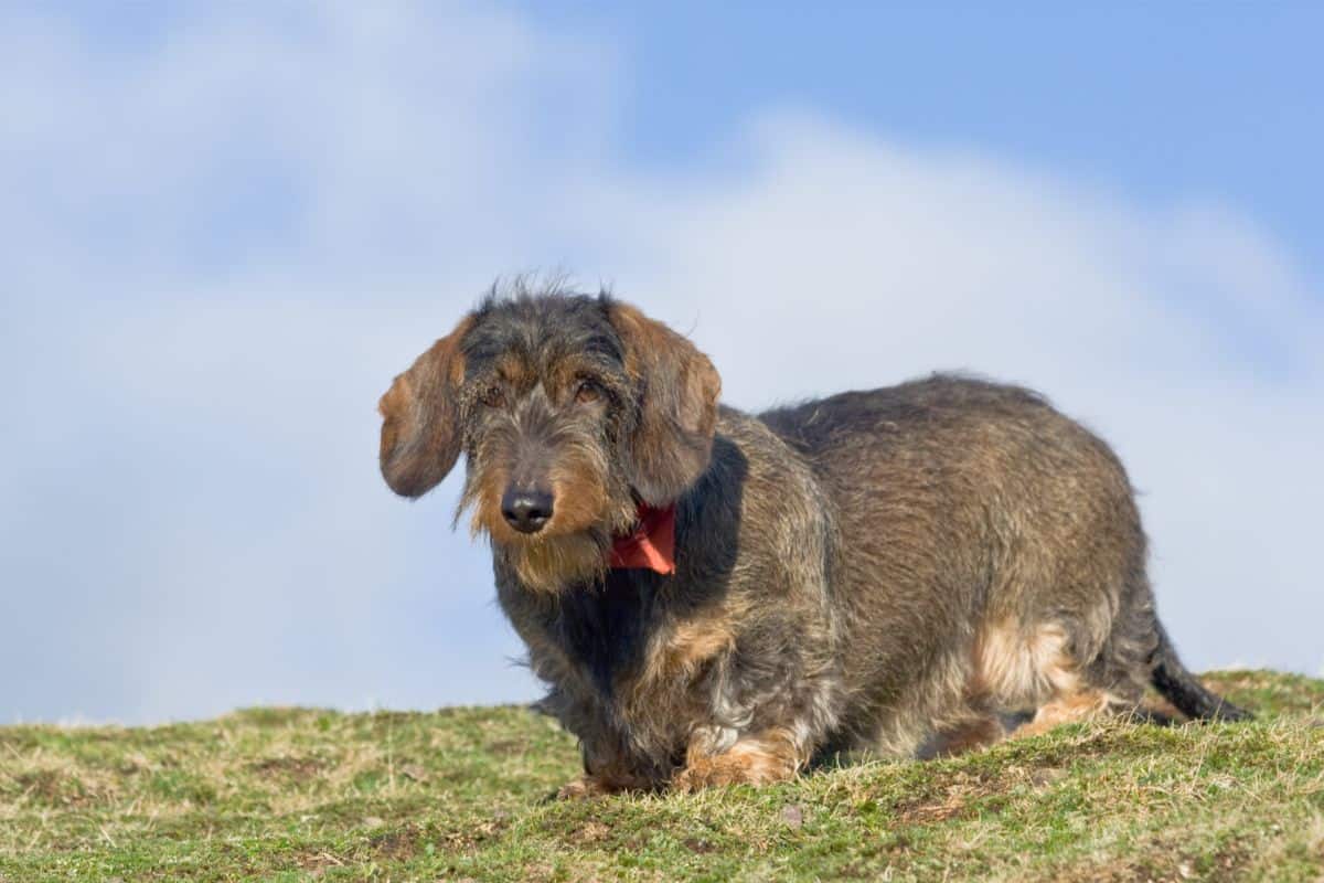 Our Guide To Wirehaired Dachshunds Everything You Need To Know (1)