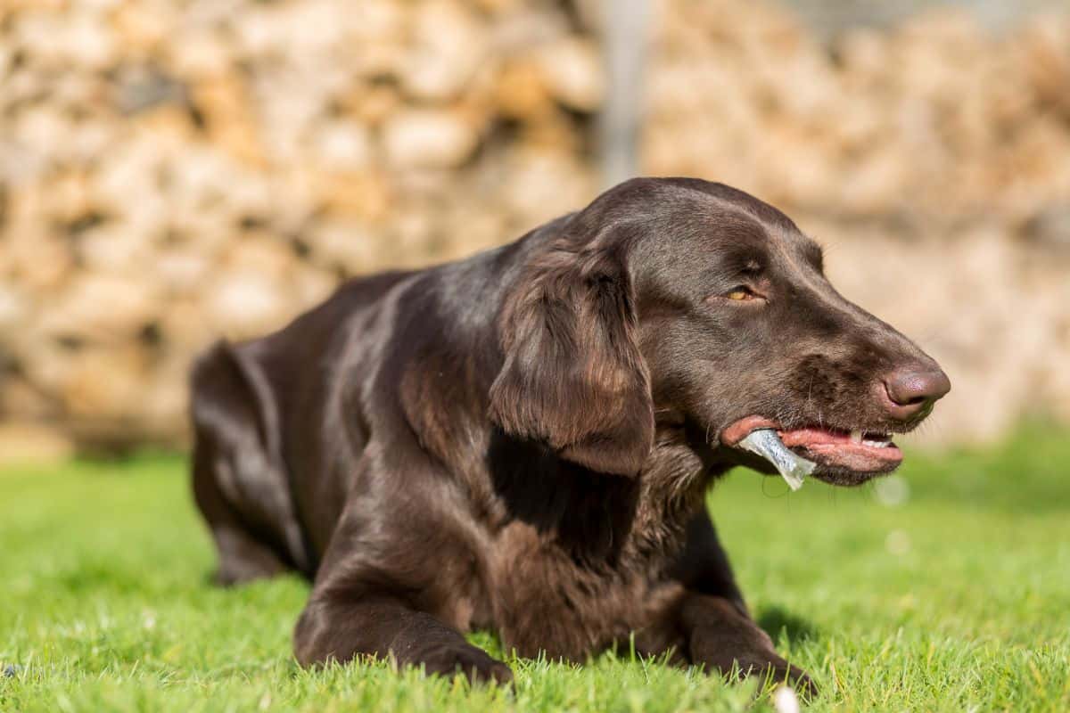 how-to-feed-raw-fish-for-dogs