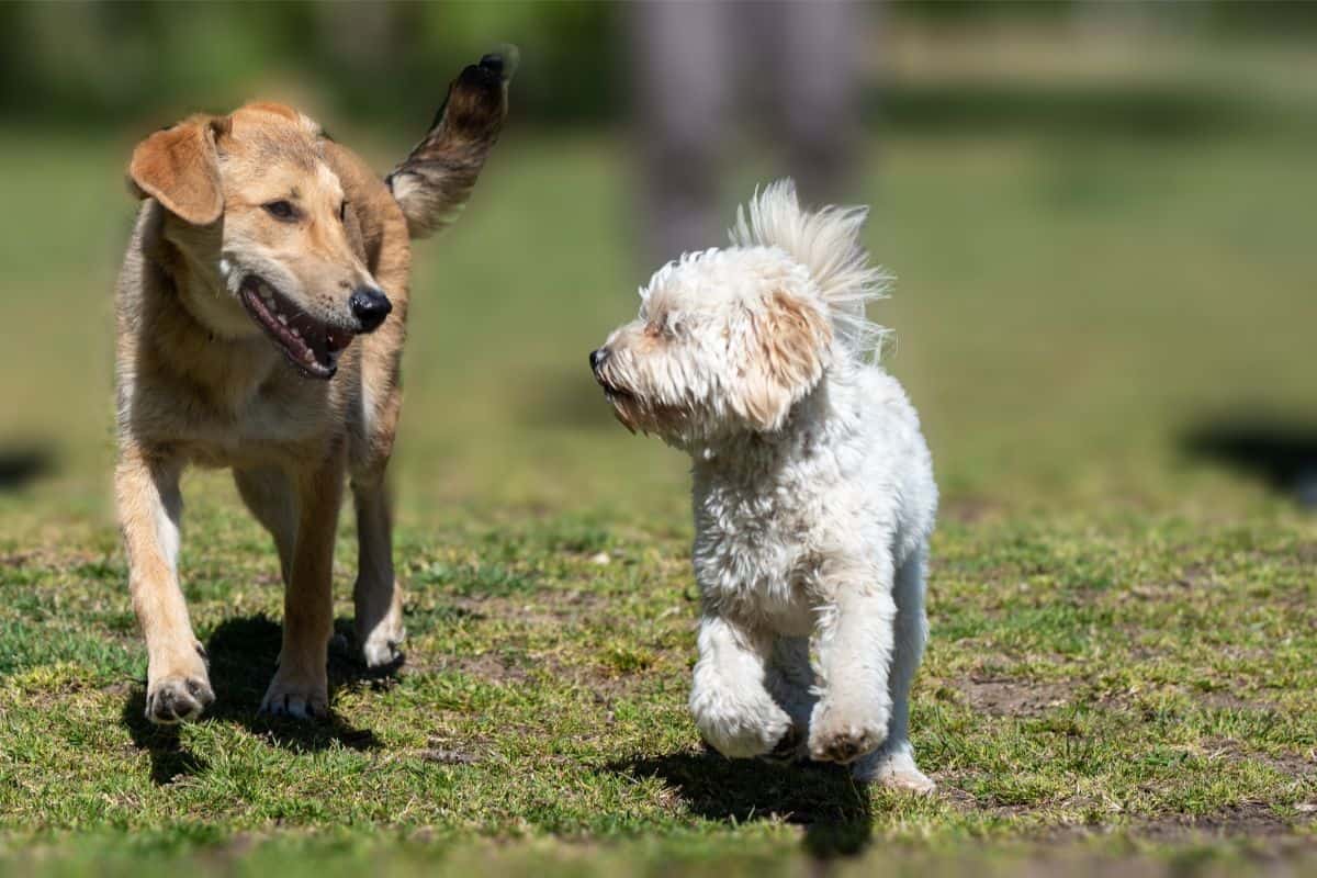 They Learned It From Other Dogs