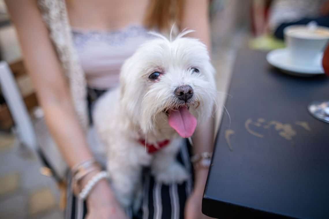 How Dogs Make You Healthier Infographic Dog Food Smart