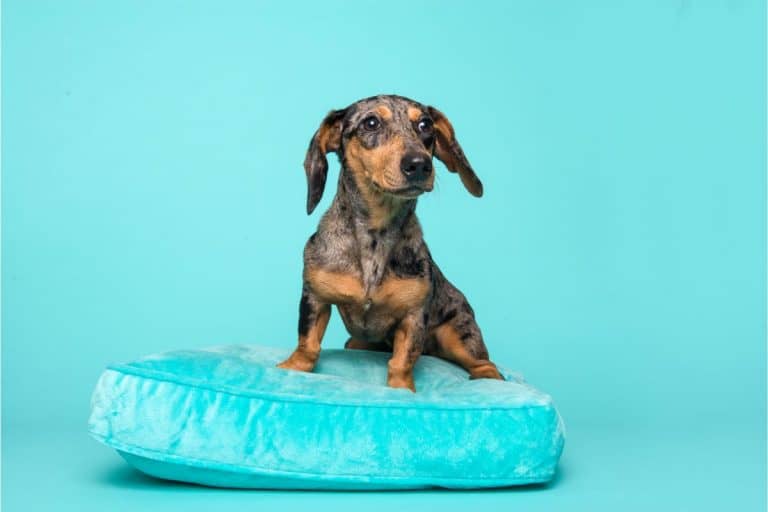 All You Need To Know About Blue Dachshunds