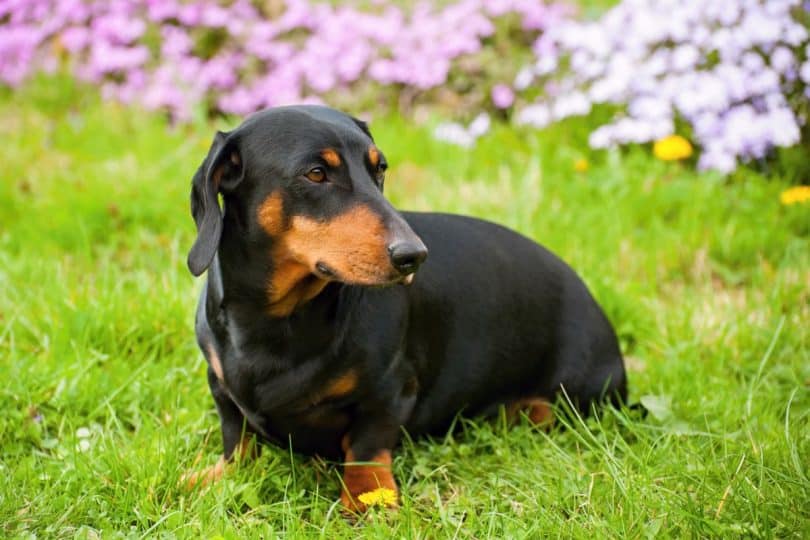 All You Need To Know About Blue Dachshunds