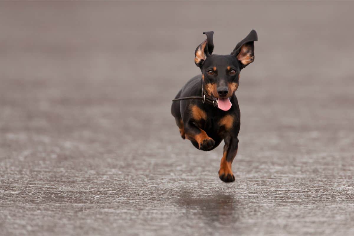 Blue Dachshunds