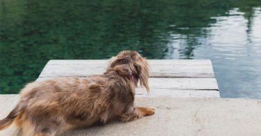 The Complete Guide To Dapple Dachshunds