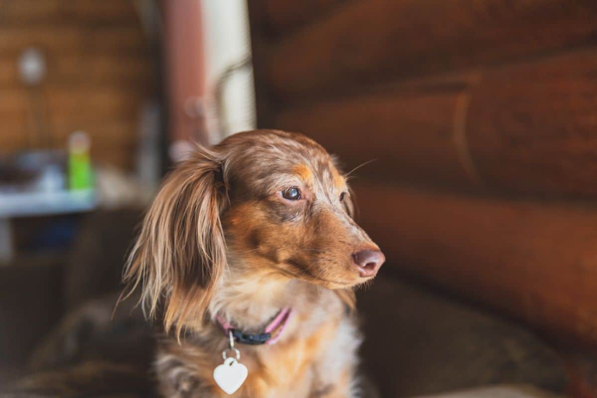 The Complete Guide To Dapple Dachshunds