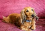 What You Should Know About Dachshund Life Expectancy