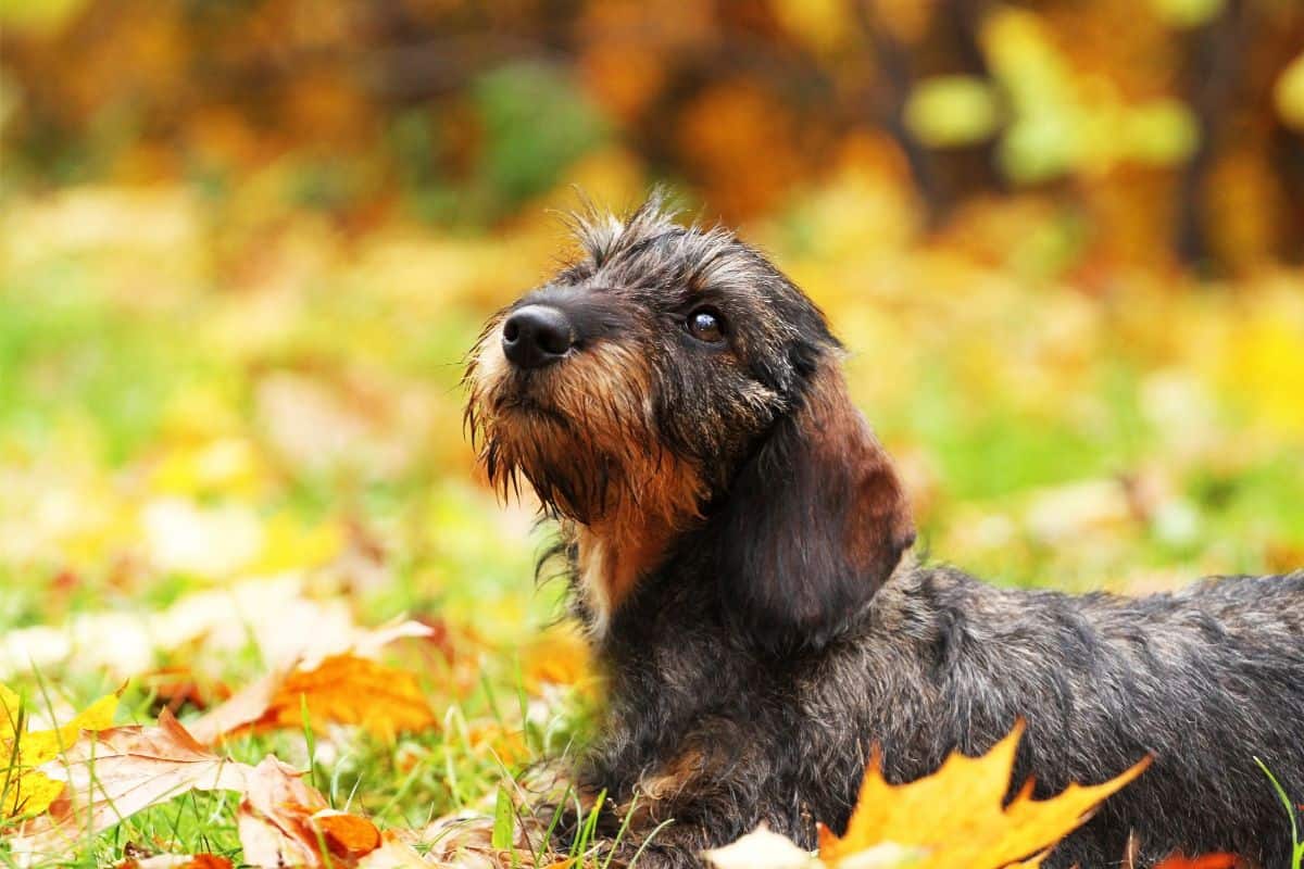 What You Should Know About Dachshund Life Expectancy