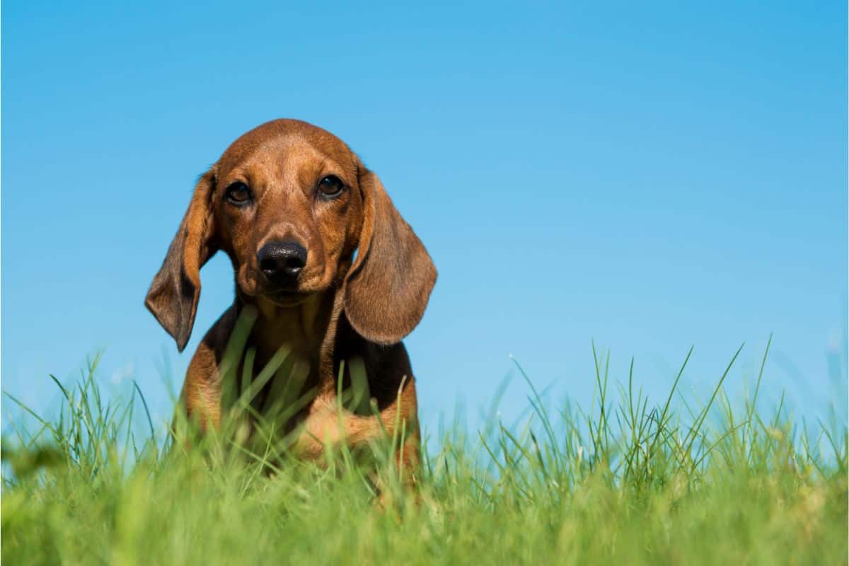 What You Should Know About Dachshund Life Expectancy