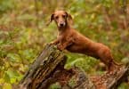 Which Dachshund is Best For You and Your Lifestyle?: Miniature or Standard