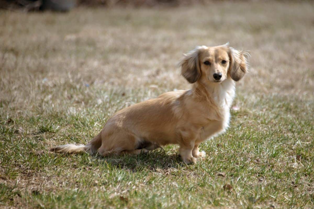 Which Dachshund is Best For You and Your Lifestyle?: Miniature or Standard