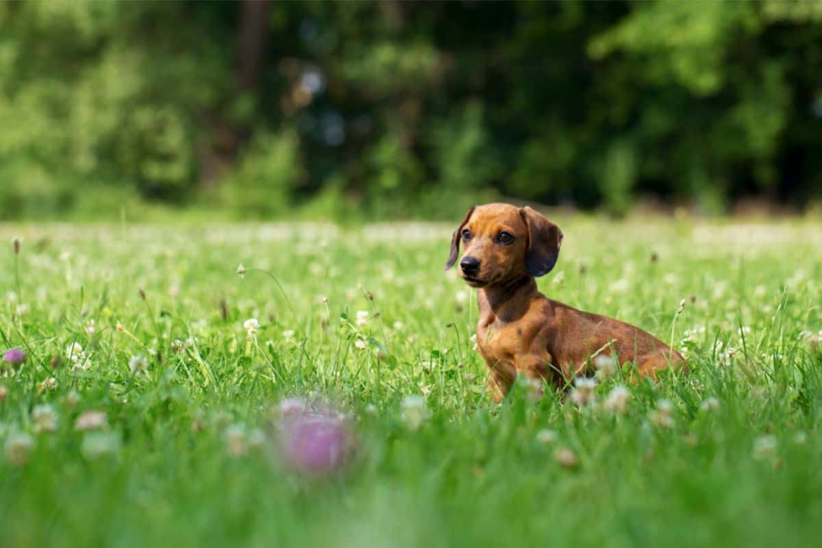 Which Dachshund is Best For You and Your Lifestyle?: Miniature or Standard