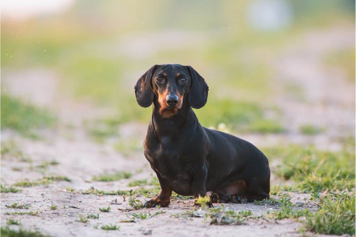 Which Dachshund is Best For You and Your Lifestyle?: Miniature or Standard