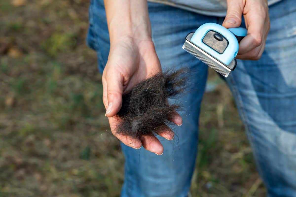 Can You Stop a German Shepherd From Shedding (1)