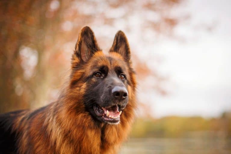 Can You Stop A German Shepherd From Shedding?