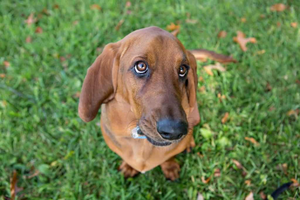 Everything You Need To Learn About The Basschshund - Top Dog Advisor