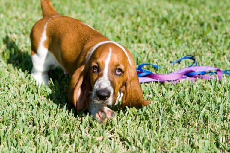 Everything You Need To Know About The Basschshund