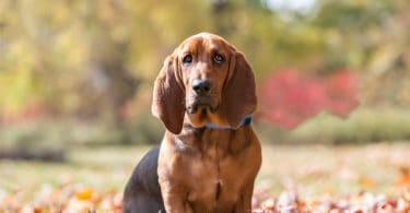 Everything you need to know about the basschshund