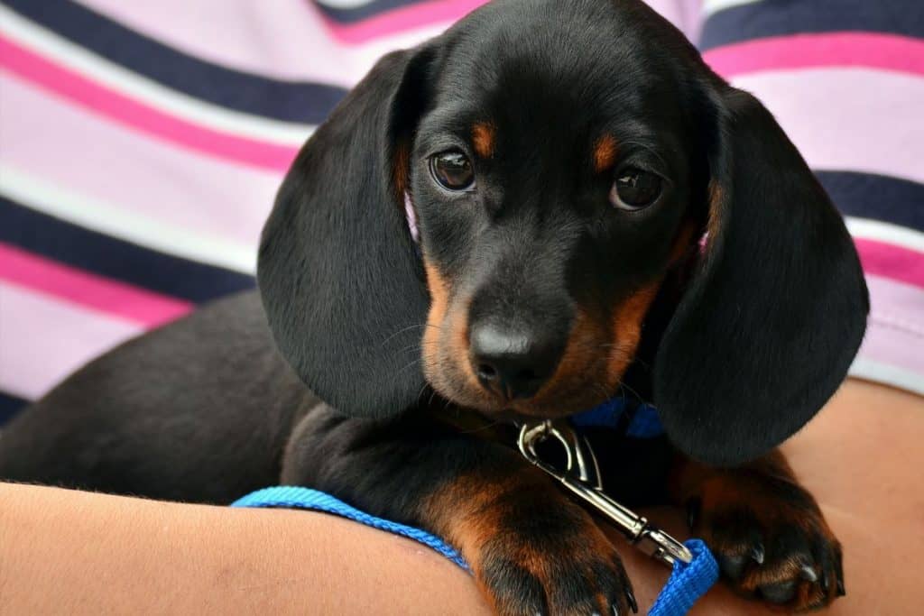 Everything You Need To Know About The Short Haired Dachshund