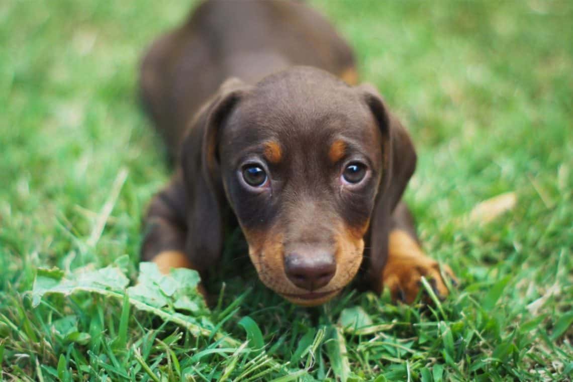 Everything You Need To Know About The Short Haired Dachshund - Dog Food ...