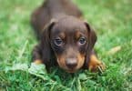 Everything you need to know about the short haired dachshund