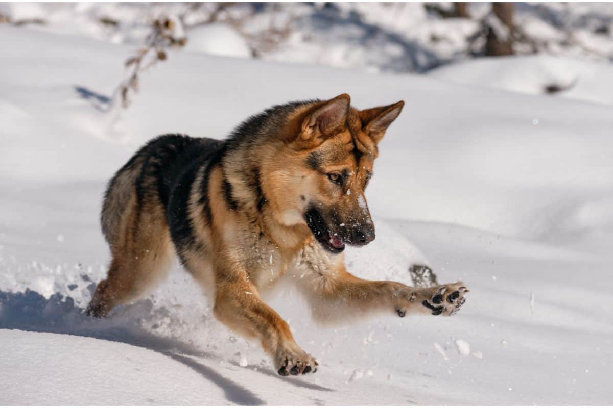 When Is It Too Cold For Your German Shepherd (1)