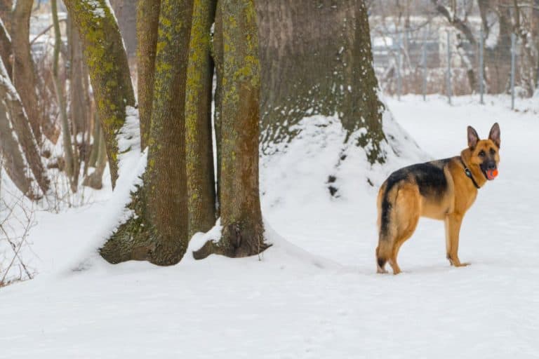 When Is It Too Cold For Your German Shepherd?